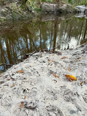 Brandy Branch Lot 1 Creek Deer Tracks