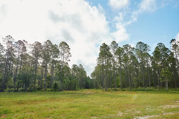 Brandy Branch Lot 1 Trees