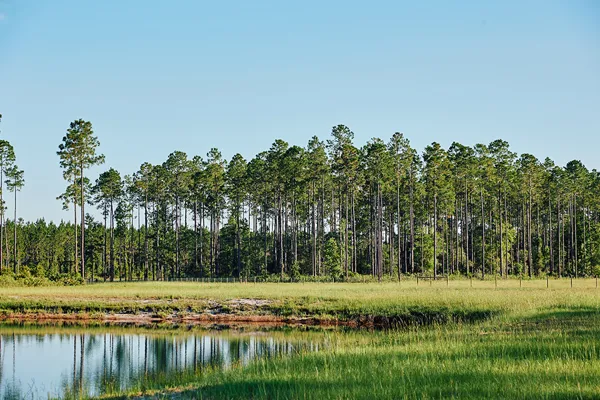 Brandy Branch Lot 3 Pond