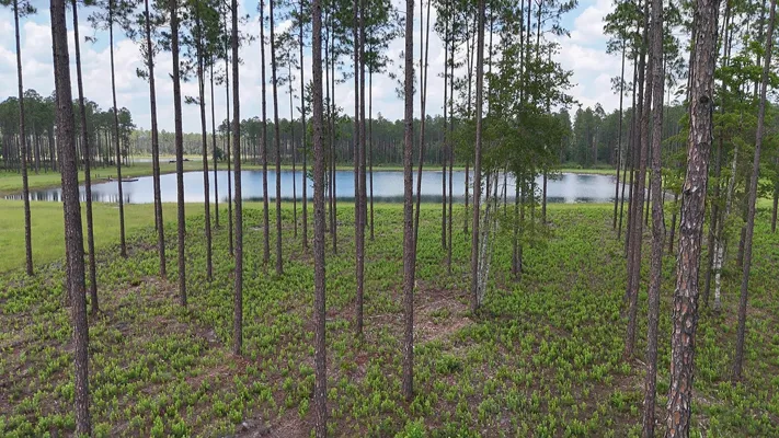 Brandy Branch Lot 3 Trees Pond 2