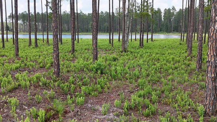 Brandy Branch Lot 3 Trees Pond