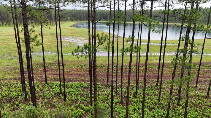 Brandy Branch Lot 5 Trees Pond