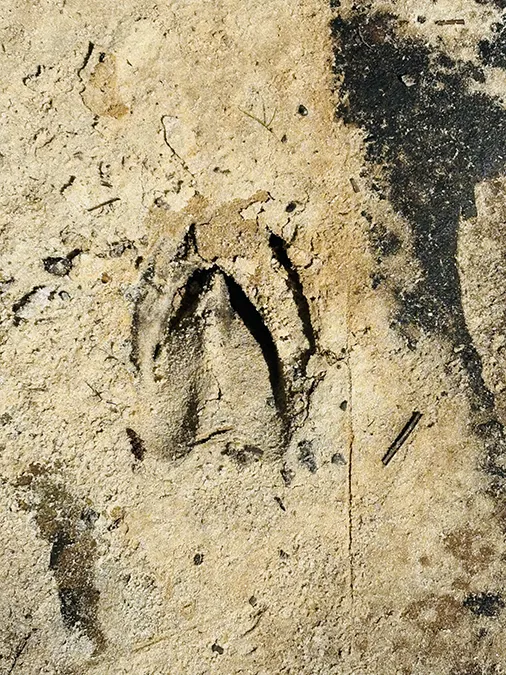 Bray Tract Deer Tracks