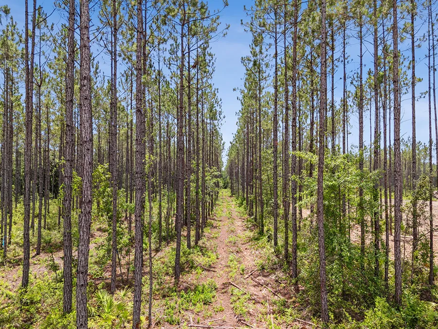 Bray Tract Tree Rows