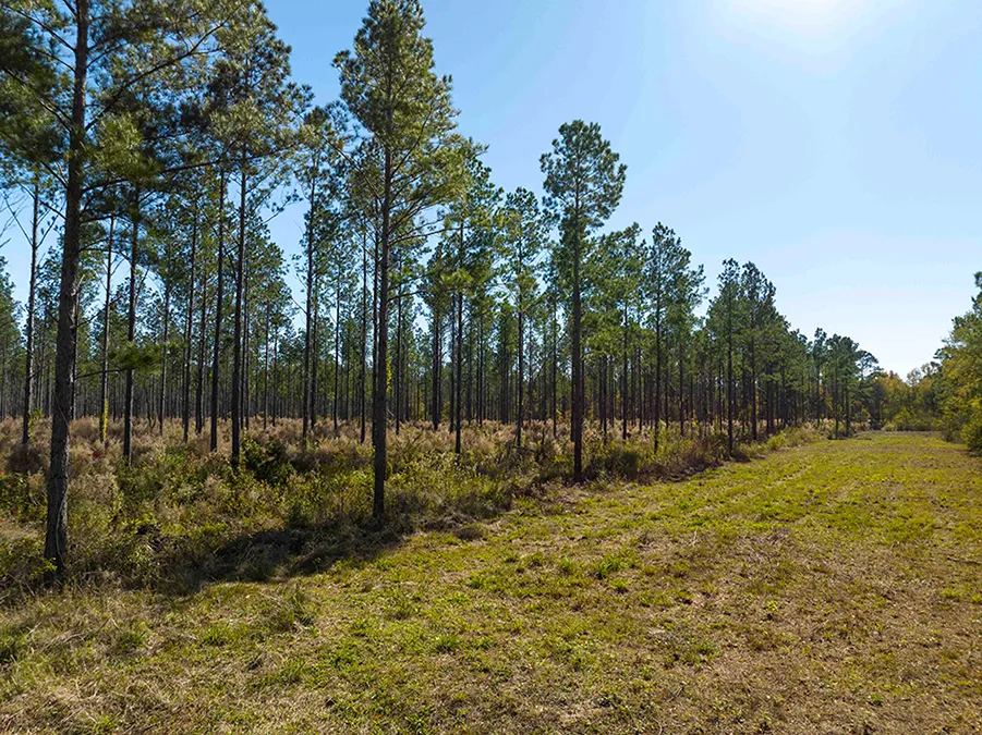 Gander Way Jeff Davis LA 3