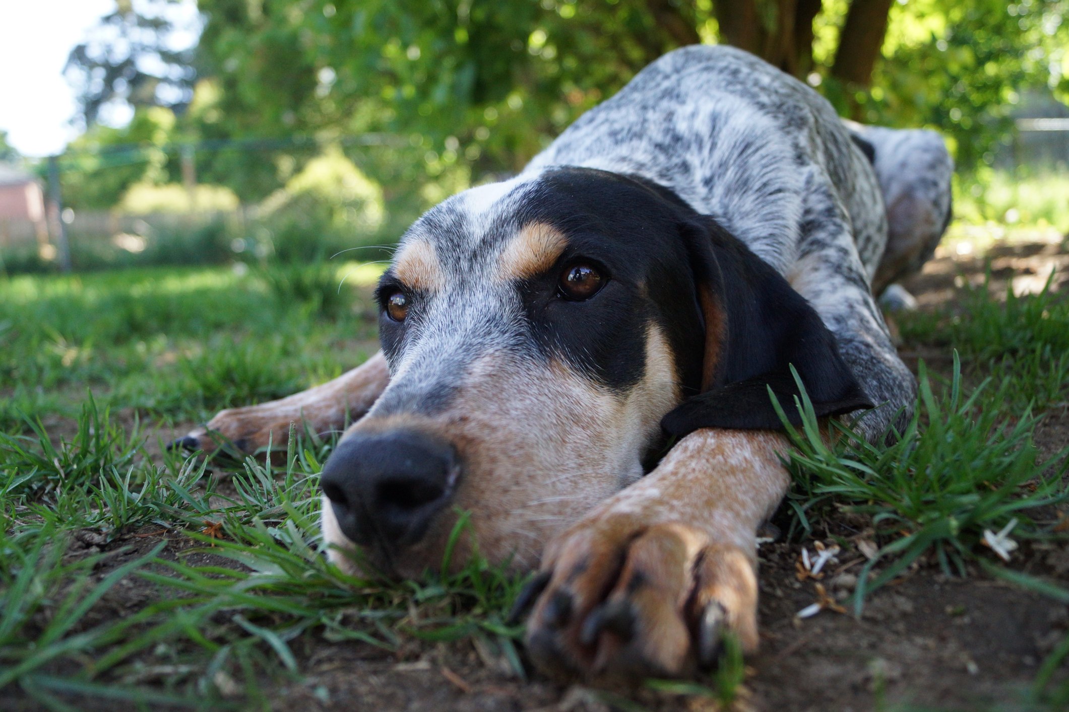 An Afternoon in The Coon Dog Cemetery