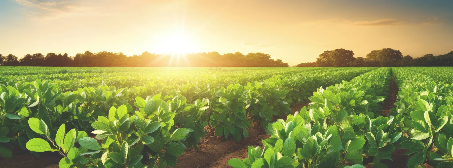Rows of peanut crops