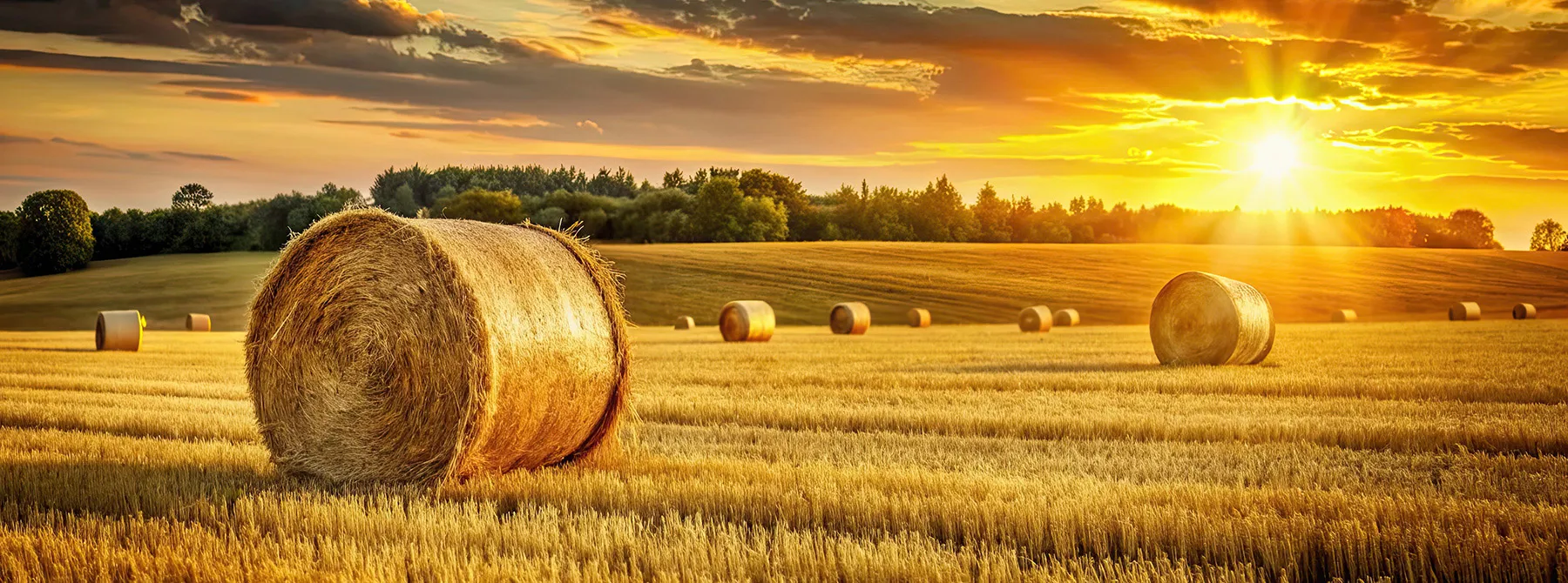 Hay bails in a field