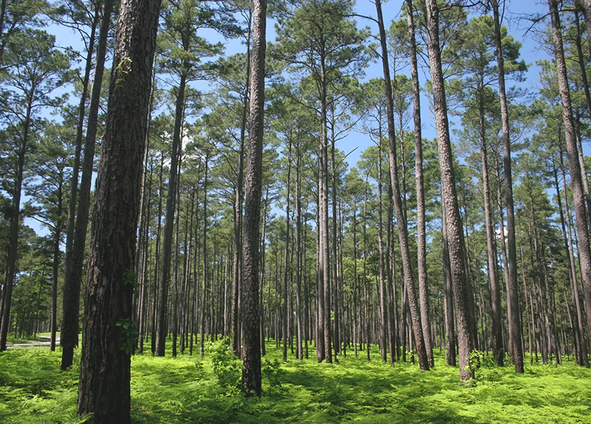 Walker County TX Sam Houston Forest