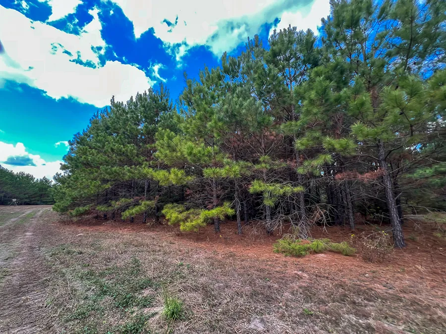 Walker Preserve Blind 2