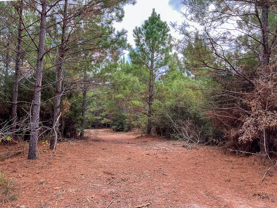 Walker Preserve Trail 5